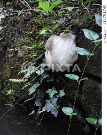 水面上の木の枝に産み付けられた「モリアオガエル」の卵塊 水面上の木の枝に産み付けられた「モリアオガエル」の卵塊 115791749