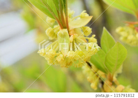 黄色いクロモジの花 黄色いクロモジの花 115791812