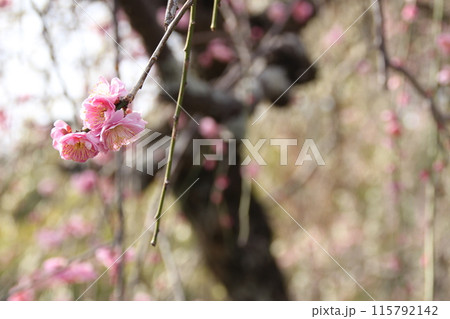 愛らしい梅の花 115792142