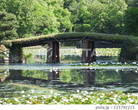 岡山県津山市にある回遊式日本庭園「衆楽園」：スイレンの咲く頃 115792215