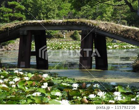 岡山県津山市にある回遊式日本庭園「衆楽園」:スイレンの咲く頃 岡山県津山市にある回遊式日本庭園「衆楽園」:スイレンの咲く頃 115792216