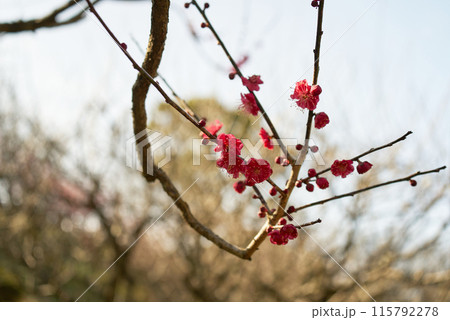 濃紅の梅の花 濃紅の梅の花 115792278