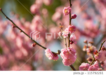 色づく梅の花 色づく梅の花 115792281
