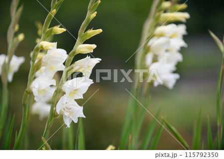 グラジオラスの白い花 115792350