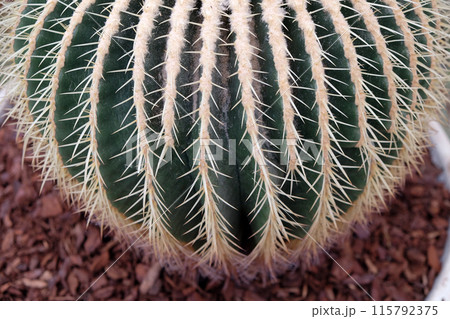 Cactus Cactus 115792375