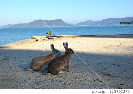 大久野島のうさぎ 大久野島のうさぎ 115792376