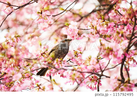 河津桜の蜜を吸うヒヨドリ 115792495