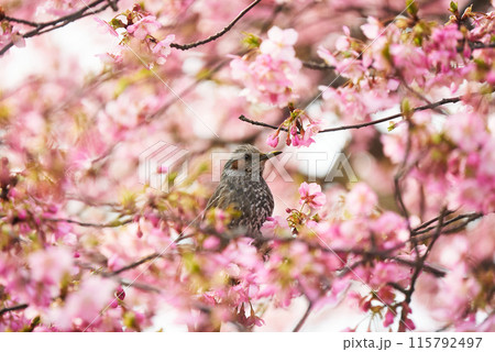 河津桜の中にいるヒヨドリ 河津桜の中にいるヒヨドリ 115792497
