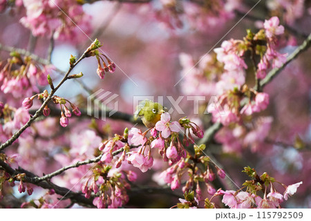 河津桜の花びらを咥えるメジロ 河津桜の花びらを咥えるメジロ 115792509