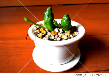 手を上げたように見える植物　ガガイモ 115792527