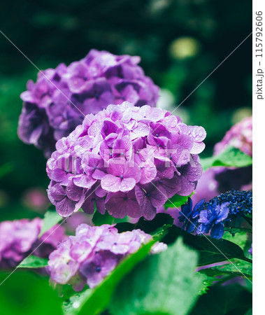 紫陽花 紫陽花 115792606