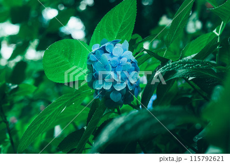 紫陽花 115792621