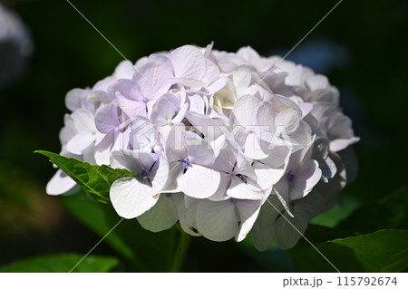 紫陽花 115792674
