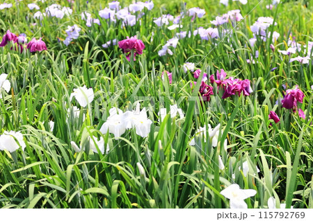 【香川県】かわつ花菖蒲祭り(かわつ花菖蒲園) 【香川県】かわつ花菖蒲祭り(かわつ花菖蒲園) 115792769