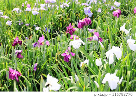 【香川県】かわつ花菖蒲祭り(かわつ花菖蒲園) 【香川県】かわつ花菖蒲祭り(かわつ花菖蒲園) 115792770