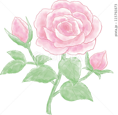 水彩風のピンクの薔薇のイラスト 115792873