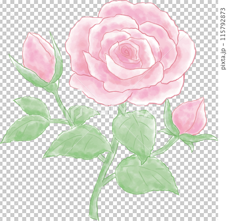 水彩風のピンクの薔薇のイラスト 115792873