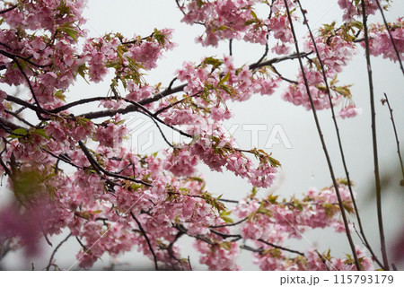 小雨が降る河津桜 115793179