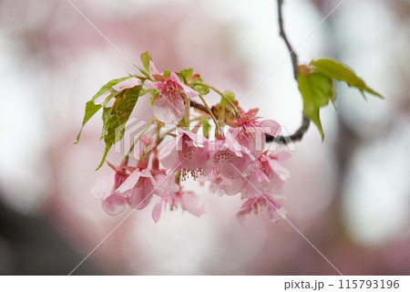 雨の雫が落ちる河津桜 115793196