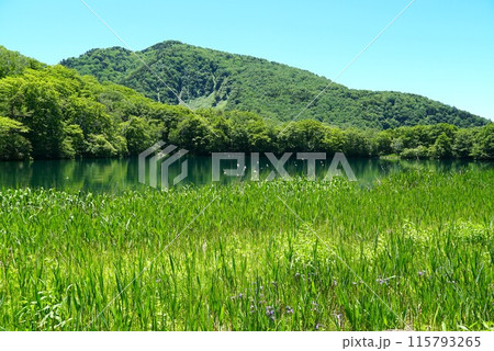 初夏の志賀高原　青空に抱かれた丸池湖畔新緑の風景 115793265