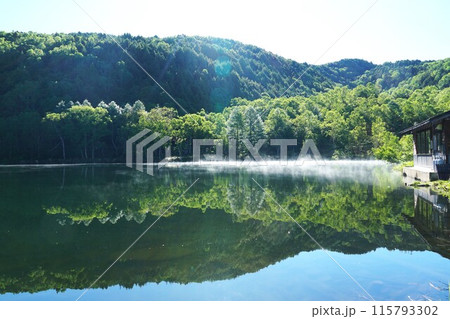 初夏の志賀高原　新緑の木戸池　毛嵐が現れた早朝の風景 115793302