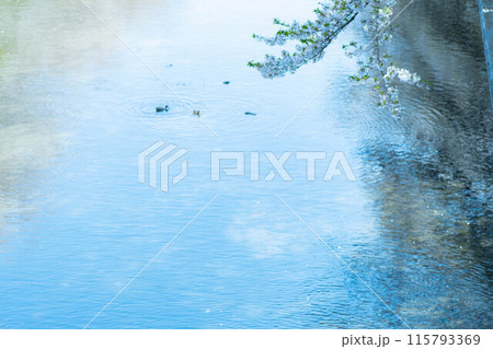 水面と鴨と桜 115793369