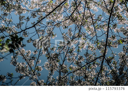 桜の花を見上げて 115793376