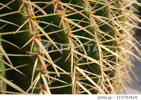 Golden barrel cactus (Echinocactus grusonii), Cactaceae, spines detail, Dominus Flevit Church Garden, Mount of Olives in Jerusalem, Israel 115793420