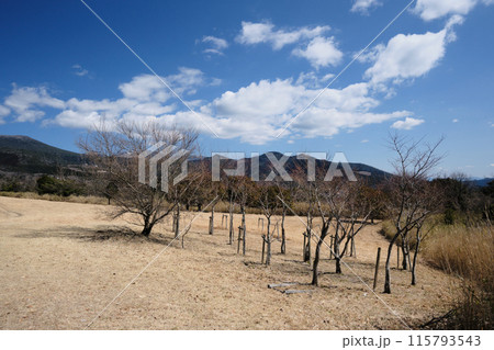 冬の柳ヶ平散策路展望台の自然風景 冬の柳ヶ平散策路展望台の自然風景 115793543