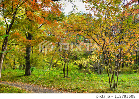 皇居東御苑　二の丸雑木林の美しい紅葉（東京都千代田区） 115793609