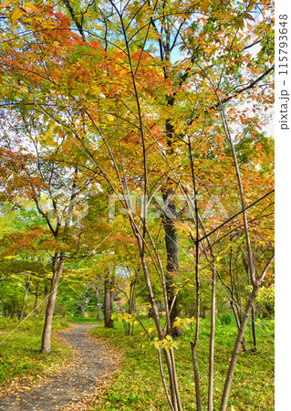 皇居東御苑　二の丸雑木林の美しい紅葉（東京都千代田区） 115793648