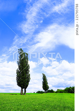 夏の北海道美瑛町赤羽の丘の風景 115793788