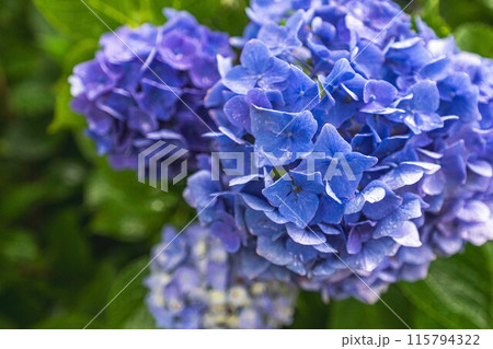 紫陽花が綺麗 115794322