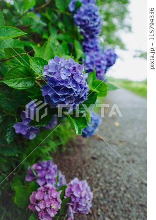 紫陽花が綺麗 紫陽花が綺麗 115794336