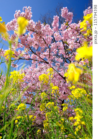 美しく綺麗な菜の花と河津桜 美しく綺麗な菜の花と河津桜 115794398