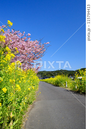 暖かい春が訪れた日木山菜の花ロード 115794413