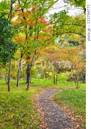 皇居東御苑　二の丸雑木林の美しい紅葉（東京都千代田区） 115794771