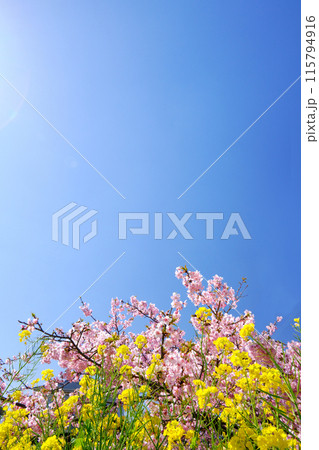 黄色とピンクの春花 115794916