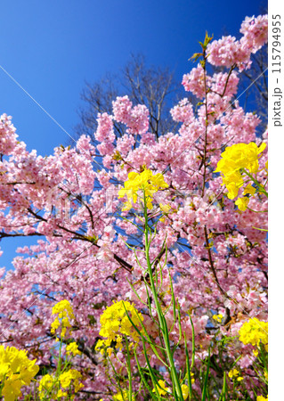 濃いピンク色の美しい河津桜と黄色の菜の花 115794955