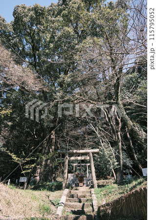鳥居と御神木 鳥居と御神木 115795052