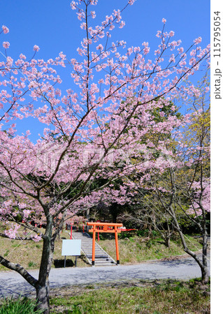 稲荷神社のある加治木町の春 115795054