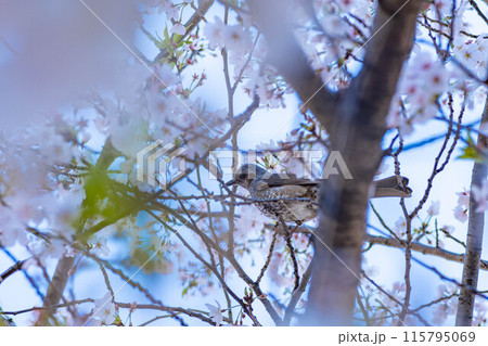 桜の木に止まる椋鳥 115795069