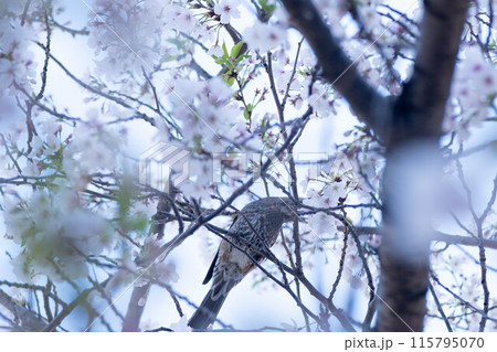 桜の木に止まる椋鳥 桜の木に止まる椋鳥 115795070