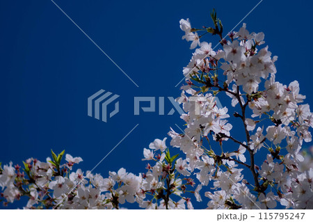 青空に映える桜 115795247