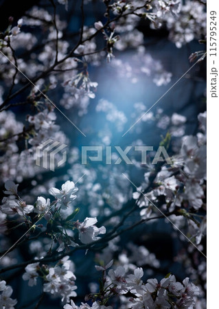 桜の花と青い空 115795249