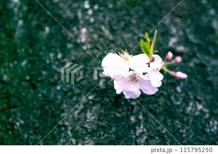 桜の花、薄いピンク色、緑の中で咲く桜 115795250