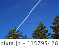 木の上に描かれた飛行機雲 115795428