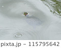 池で泳ぐカメ 115795642