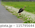 飛びたつカモ 115795644