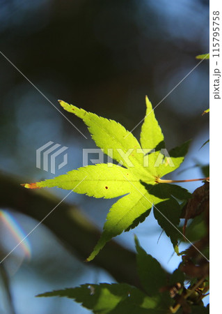 緑色の紅葉の葉！自然豊かな日本の風景！アウトドアやキャンプに最適な季節自然の中で感じる音と 115795758